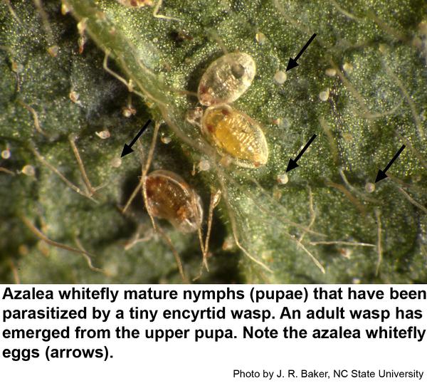 parasitized azalea whitefly nymphs